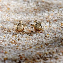 Boucles D'oreilles Puces Almahae Tortue Or Jaune-Histoire d'Or Sale